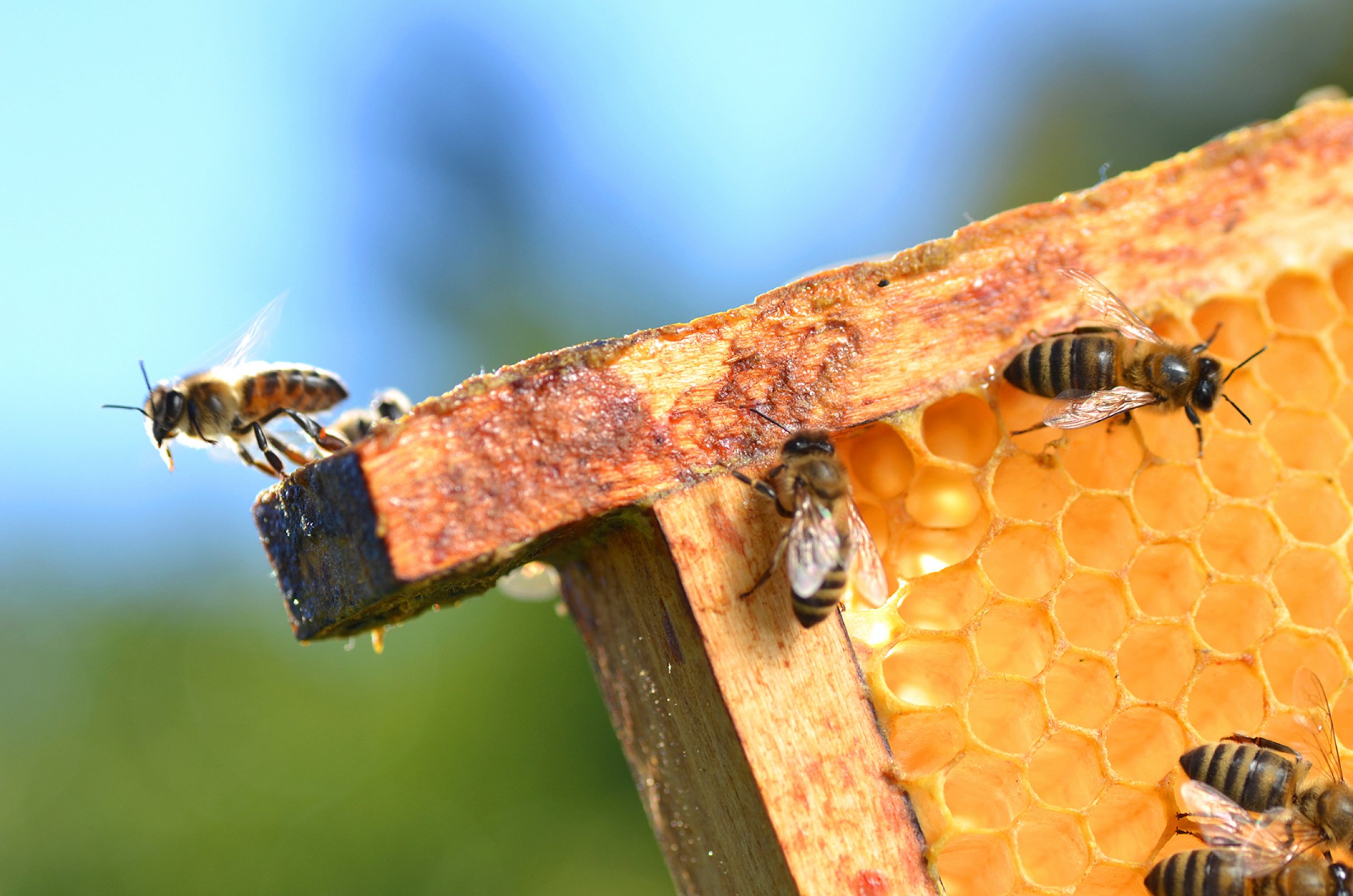PROPOLIS  Lijek koji ubija sve što smeta zdravom organizmu